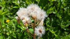 Petasites frigidus