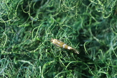 Phyllonorycter