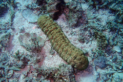 Stichopus herrmanni