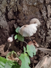 Leucocoprinus brebissonii