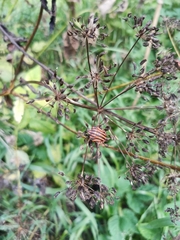 Graphosoma italicum italicum
