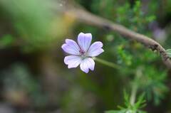 Geranium incanum