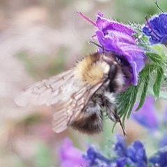 Bombus