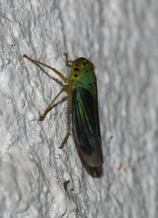 Cicadella viridis