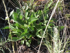 Solidago simplex
