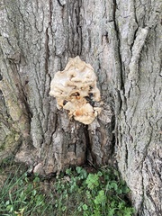 Laetiporus cincinnatus