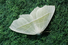 Campaea margaritaria