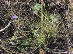 Campanula alaskana