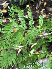 Vachellia cornigera