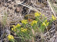 Phyciodes tharos orantain