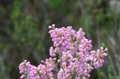 Erica irregularis