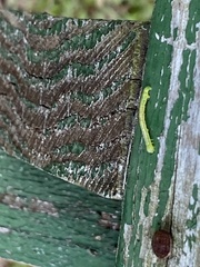 Trichoplusia ni