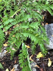 Vachellia cornigera