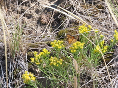 Phyciodes tharos orantain