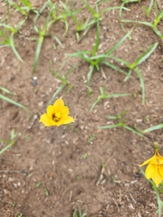 Zephyranthes tubispatha