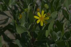 Osteospermum moniliferum
