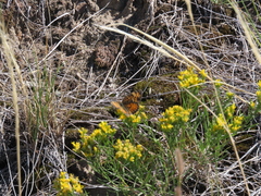 Phyciodes tharos orantain