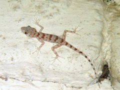 Tenuidactylus fedtschenkoi