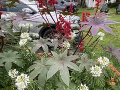 Ricinus communis
