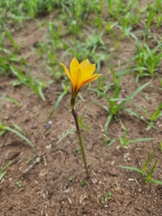 Zephyranthes tubispatha