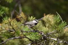 Poecile gambeli