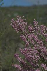 Erica irregularis