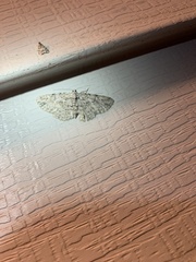 Iridopsis defectaria