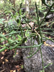 Pereskiopsis kellermanii