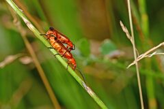 Rhagonycha fulva