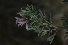 Indigofera brachystachya