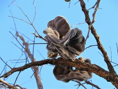 Enterolobium gummiferum