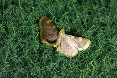 Hypsopygia costalis