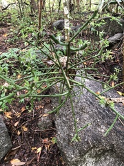 Pereskiopsis kellermanii