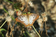 Anartia jatrophae