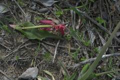 Lachenalia bulbifera