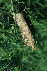 Scrobipalpa ocellatella