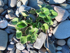 Calystegia soldanella