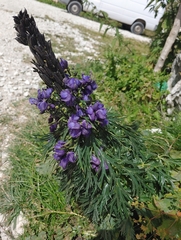 Aconitum tauricum