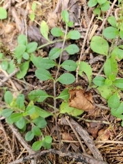 Veronica officinalis