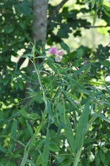 Lathyrus sylvestris