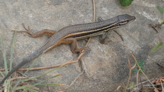 Psammodromus algirus