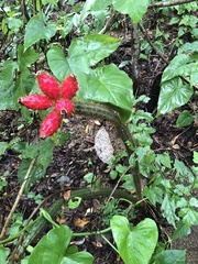 Acanthocereus oaxacensis