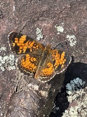 Phyciodes