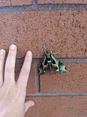 Eumorpha pandorus