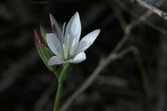Hesperantha falcata