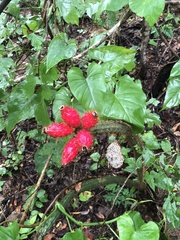 Acanthocereus oaxacensis