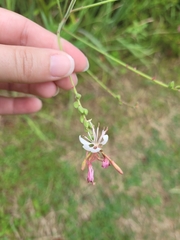 Oenothera gaura