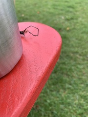 Pelecinus polyturator