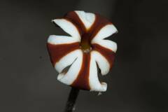 Jamesbrittenia albomarginata