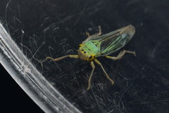 Cicadella viridis